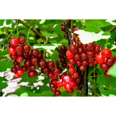 Porzeczka krzaczasta czerwona Ribes rubrum 'Holenderska'