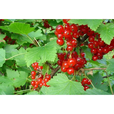 Porzeczka krzaczasta czerwona Ribes rubrum 'Jonkhers'