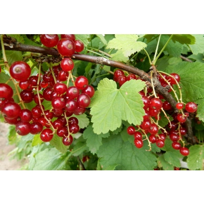 Porzeczka krzaczasta czerwona Ribes ruburm 'Rondom'
