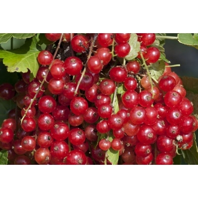 Porzeczka krzaczasta czerwona Ribes rubrum 'Detvan'