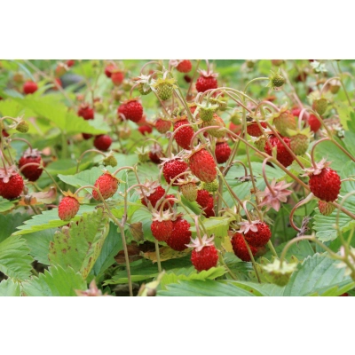 Poziomka Fragaria ‘Regina’
