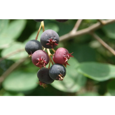 Świdośliwa Amelanchier ‘Pembina’