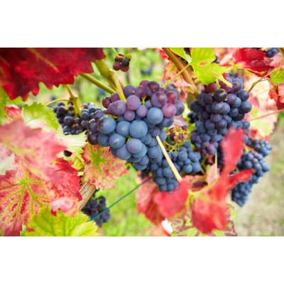 Winorośl, winogron Vitis ‘Alden’