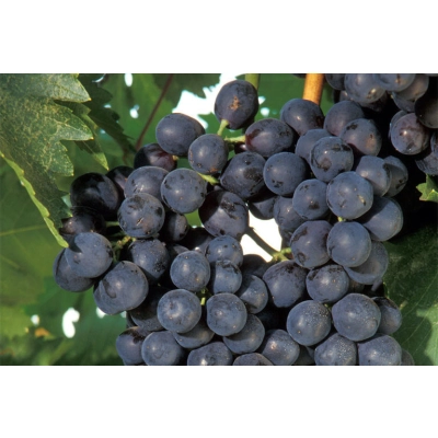 Winorośl, winogron Vitis 'Awood'