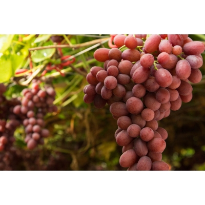 Winorośl, winogron Vitis 'Canadice'