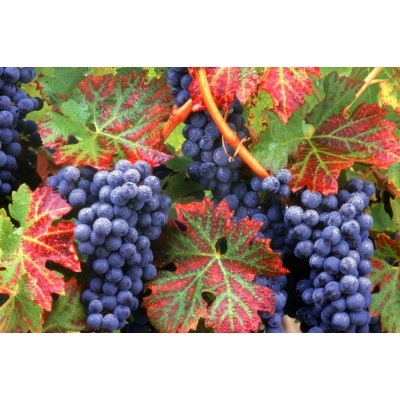 Winorośl, winogron Vitis 'Concord'