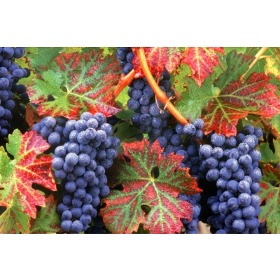 Winorośl, winogron Vitis 'Concord'