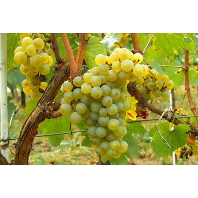 Winorośl, winogron Vitis 'Himrod'