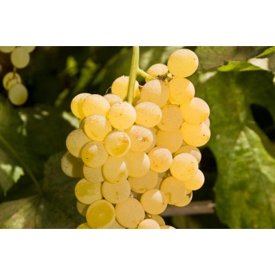 Winorośl, winogron Vitis 'Kristaly'