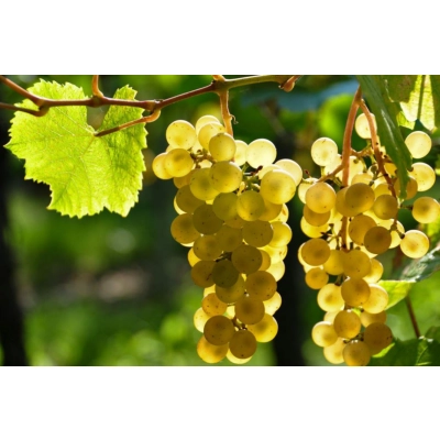 Winorośl, winogron Vitis 'Lilla Biały'