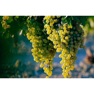 Winorośl, winogron Vitis "Perła Zali Biały"