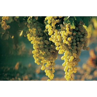 Winorośl, winogron Vitis "Prim"