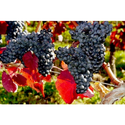 Winorośl, winogron Vitis "Regent"