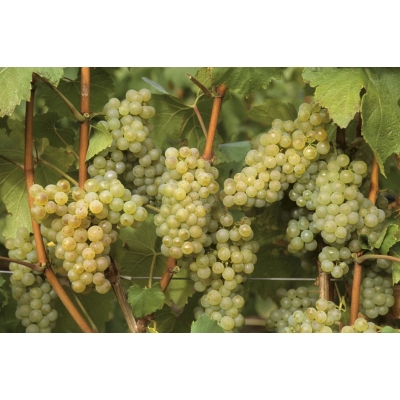 Winorośl, winogron Vitis "Solaris Biały"