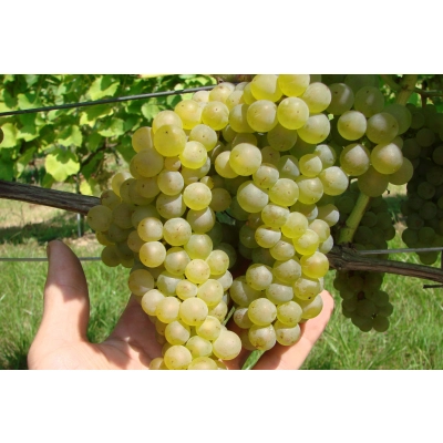 Winorośl, winogron Vitis 'Bianca'