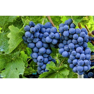 Winorośl, winogron Vitis 'Kordianka'