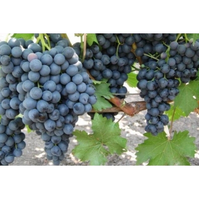 Winorośl, winogron Vitis 'Muskat Blue'