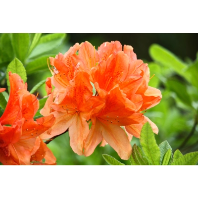 Azalia wielkokwiatowa "Pomarańczowa"