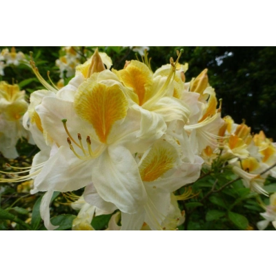 Azalia wielkokwiatowa "Schneegold"