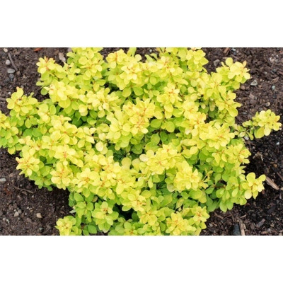 Berbeys Berberis "Żółty"