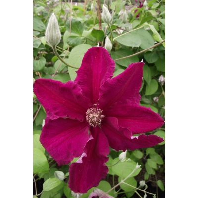 Powojnik , Clematis "Bordowy"