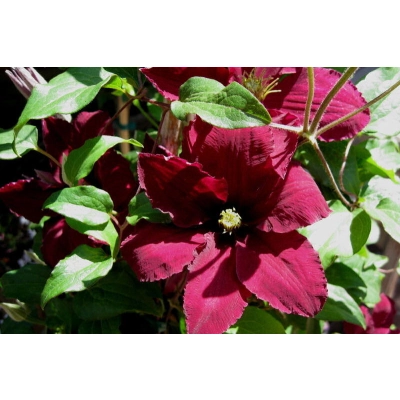 Powojnik , Clematis "Czerwony"