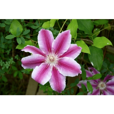 Powojnik , Clematis "Dwukolorowy"
