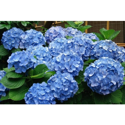 Hortensja 'Hydrangea macrophylla "Niebieska Kule"