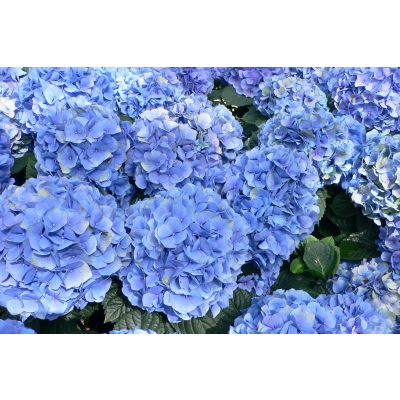 Hortensja 'Hydrangea macrophylla 
