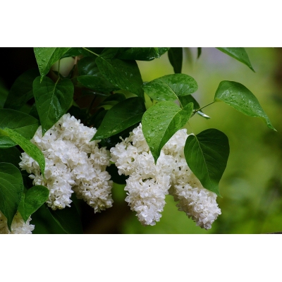 Lilak Syringa vulgaris "Biały"