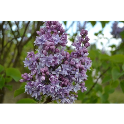 Lilak Syringa vulgaris "Fioletowy"