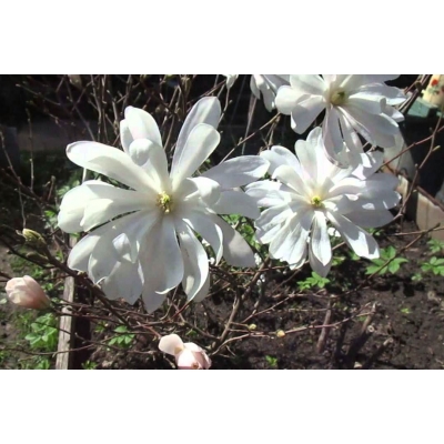 Magnolia "Biała"