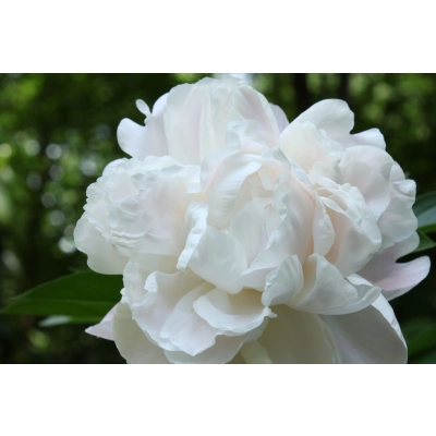 Piwonia Paeonia "Biała Półpełna"