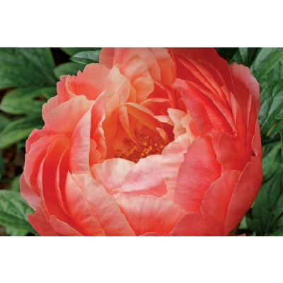 Piwonia Paeonia "Brzoskwiniowa"