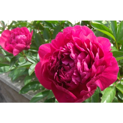 Piwonia Paeonia "Czerwona Krwista"