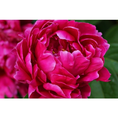 Piwonia Paeonia "Czerwona Półpełna"