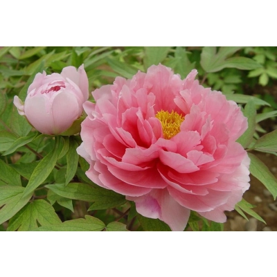 Piwonia Paeonia "Różowa Półpełna"