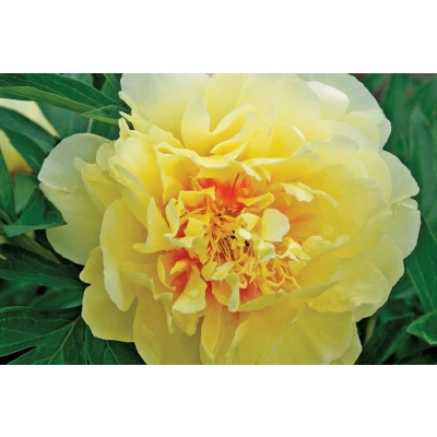 Piwonia Paeonia "Żółta"