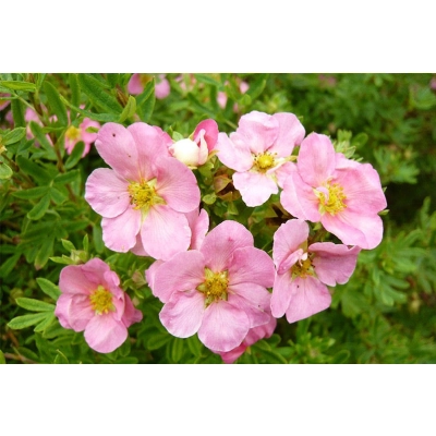 Pięciornik Dasiphora fruticosa "Różowy"