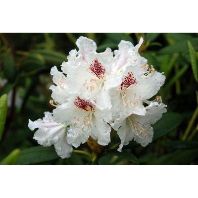 Różanecznik, Rhododendron "Biały"