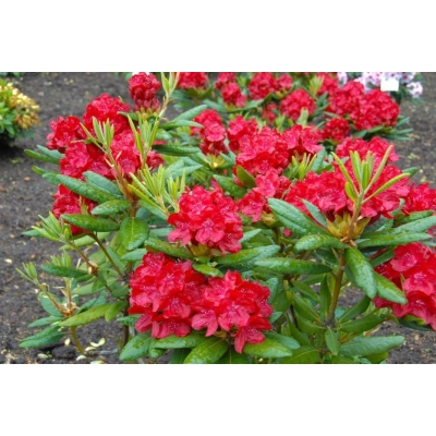 Różanecznik, Rhododendron "Czerwony"
