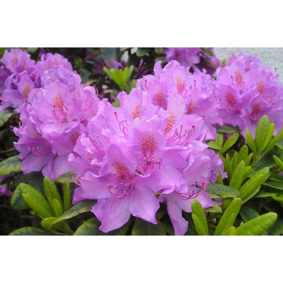 Różanecznik, Rhododendron "Fioletowy"