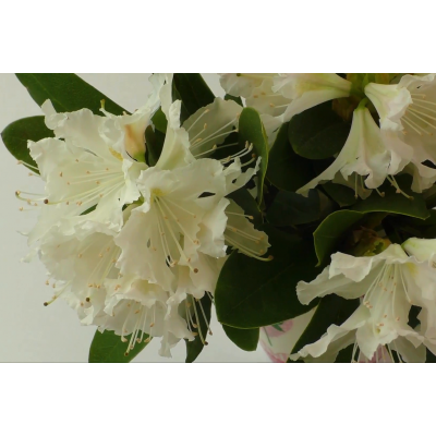 Różanecznik, Rhododendron "Kremowy"