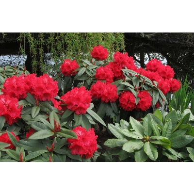 Różanecznik, Rhododendron "Krwisty"