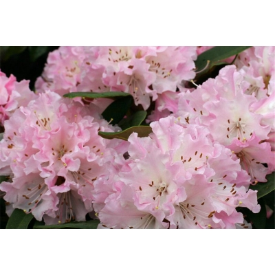 Różanecznik, Rhododendron "Łososiowy"