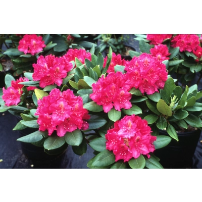 Różanecznik, Rhododendron "Różowy"