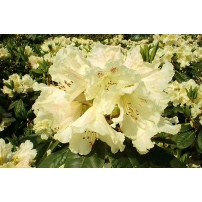 Różanecznik, Rhododendron 