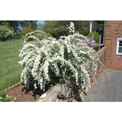 Tawuła Spiraea "Biała Kaszka"