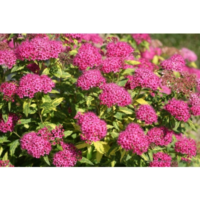 Tawuła Spiraea "Różowo- Zielona"