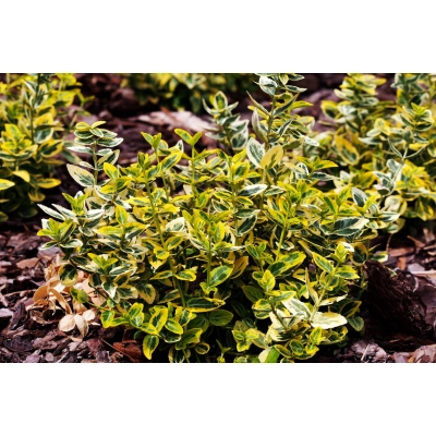 Trzmielina Euonymus "Żółta"